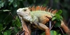 Según los expertos, en Puerto Rico, la iguana verde se encuentra en un ambiente muy similar a su rango nativo.
