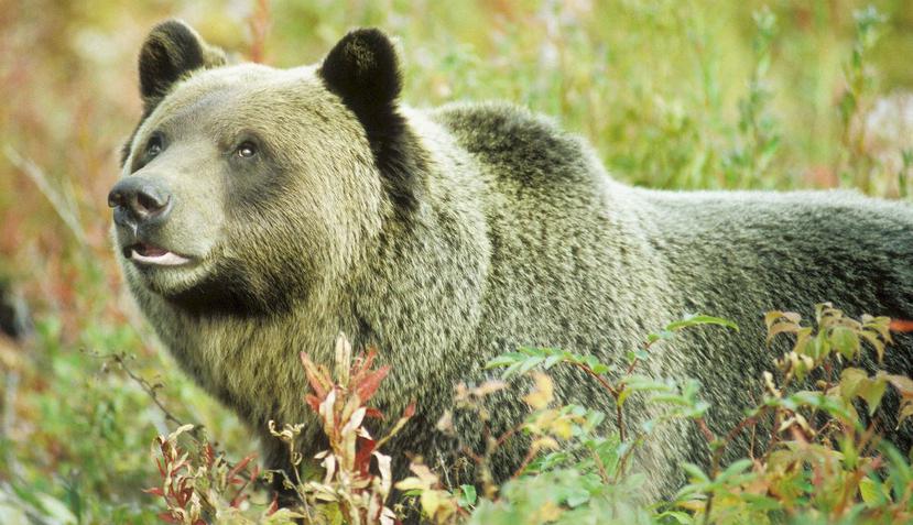 Grupos ambientalistas y nativos estadounidenses, que consideran sagrado al grizzly, se habían manifestado en contra de la caza de este animal. (EFE)