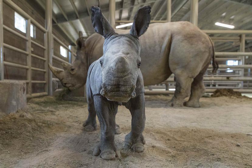 Esta imagen cortesía de San Diego Zoo Global, muestra a una cría de rinoceronte blanco del sur en el Centro de Rescate de Rinocerontes Nikita Kahn en el San Diego Zoo Safari Park. (Ken Bohn/San Diego Zoo Safari Park via AP)