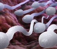 Un procesoe conocido como NETosis, deteriora la calidad espermática si se presenta en los varones y también puede impactar de manera negativa la fertilidad en presencia de enfermedades de transmisión sexual en la mujer. (Shutterstock)