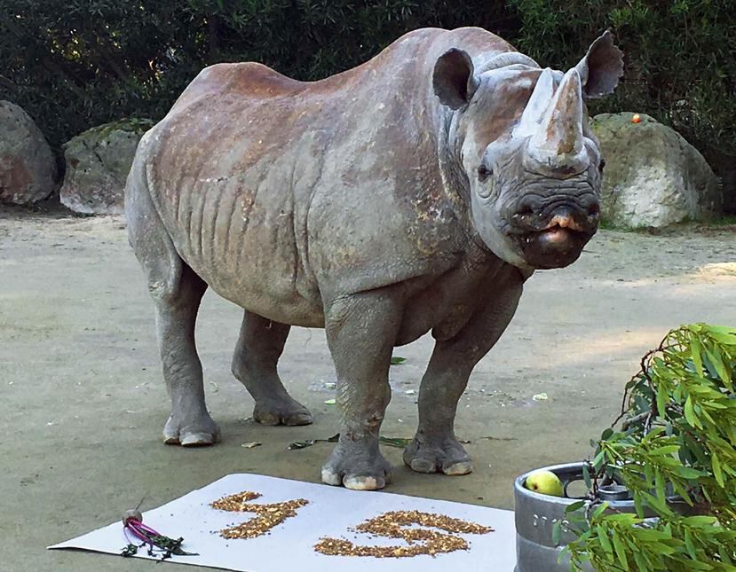 Los rinocerontes negros están en grave peligro de extinción, quedando unos 3,000 en el mundo. (San Francisco Zoo / AP)