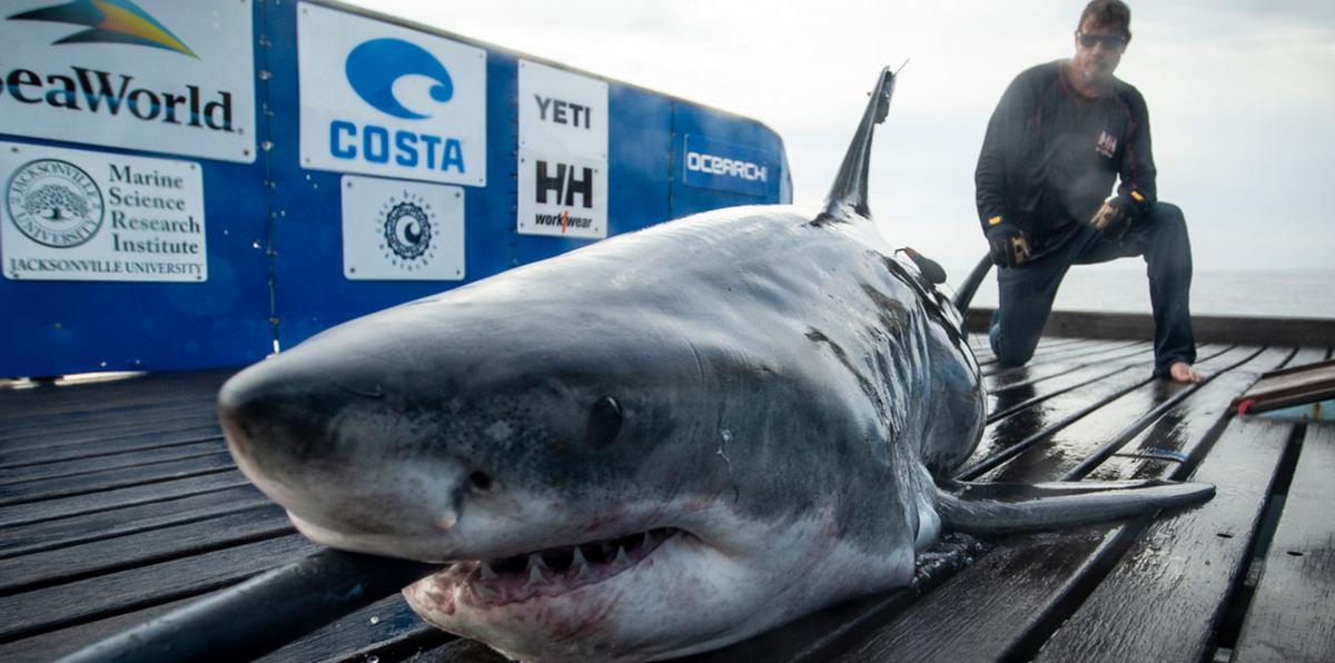 Reaparece enorme tiburón de 1,000 libras