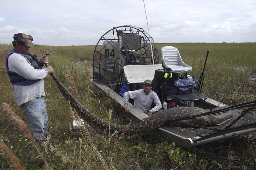 Desde los años 80 el número de pitones Birmanas capturadas o encontradas muertas dentro y alrededor de los Everglades ha aumentado drásticamente. En esta foto de 2011 expertos sujetan una pitón de unos 16 pies de largo. (Archivo)