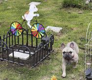 Un perro camina entre las tumbas del cementerio de mascotas Funeravet en La Calera, Colombia.