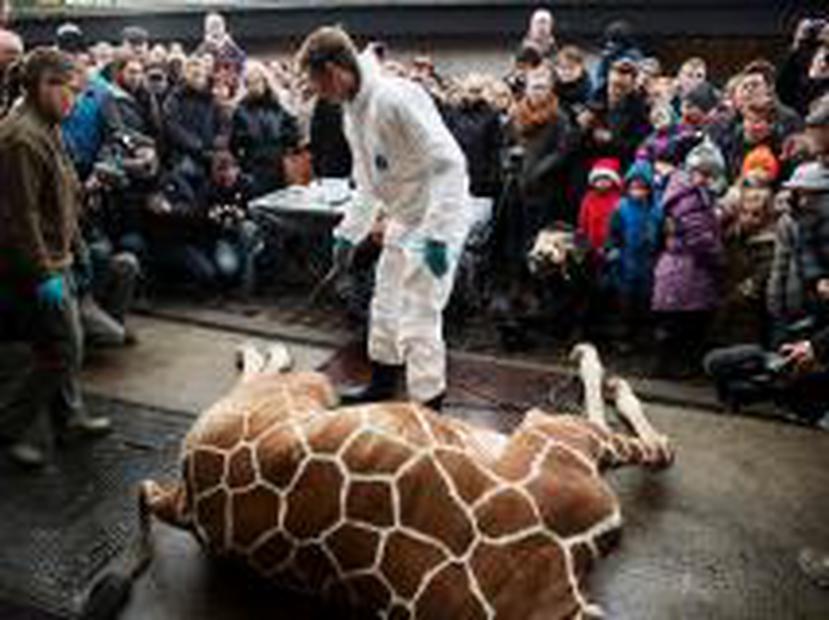 El zoológico argumentó que sacrificó el animal en seguimiento de las normas impuestas por la asociación de zoológicos de la Unión Europea, a fin de evitar la consanguineidad. (Archivo)