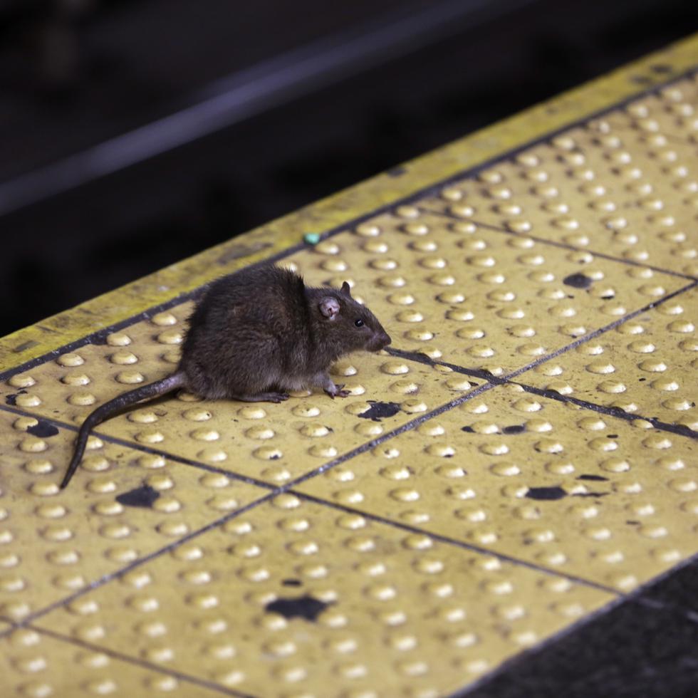 Foto de archivo de una rata que cruza una estación de metro de la ciudad de Nueva York.