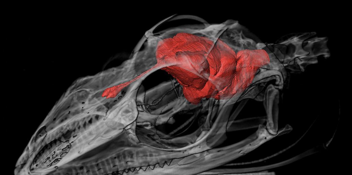 Ilustración de un CT scan de un lagartijo “Anolis cristatellus” (nativo de Puerto Rico) y la masa que se muestra en rojo es el cerebro.