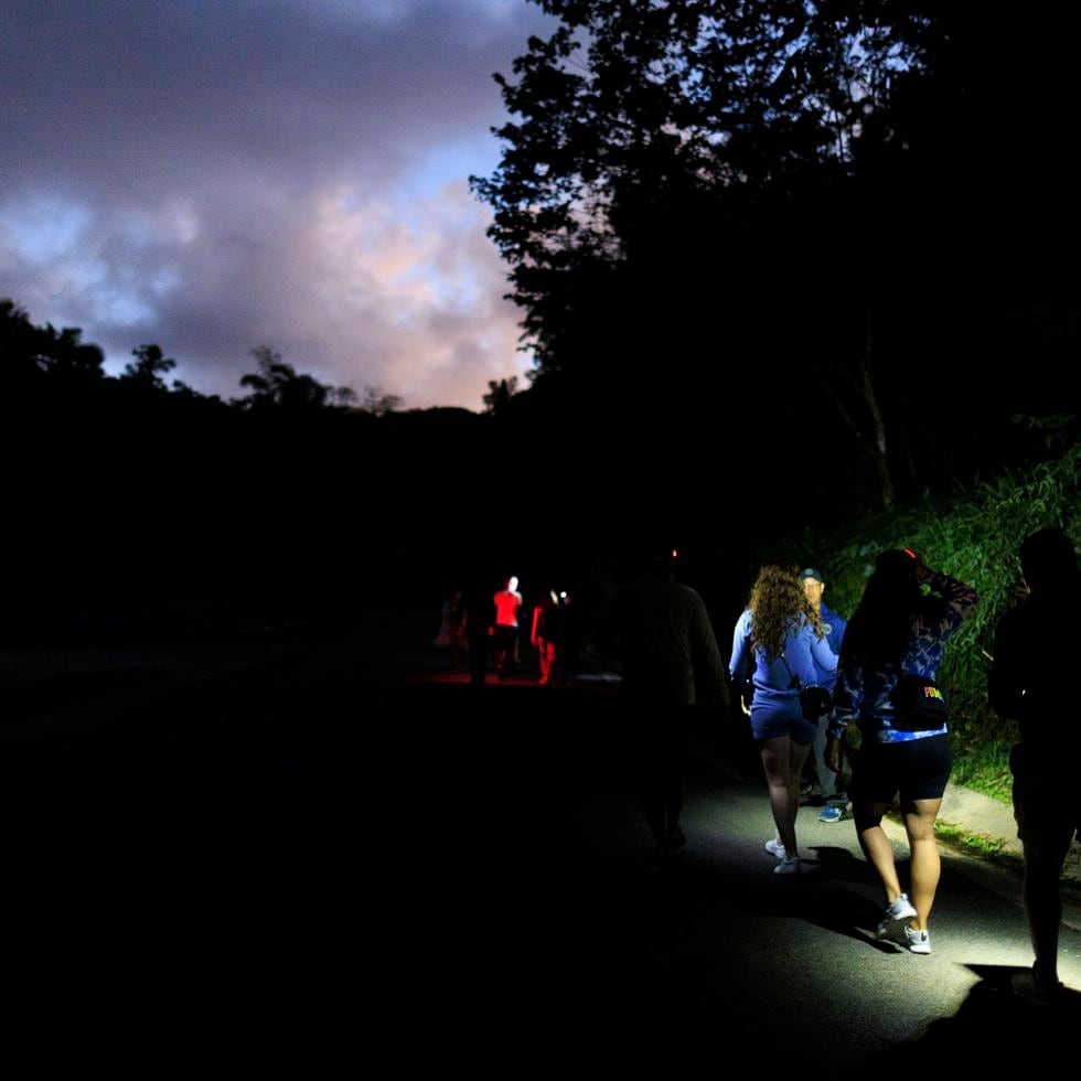 La organización Para la Naturaleza ofrece la expedición “Vida Nocturna en El Yunque”.