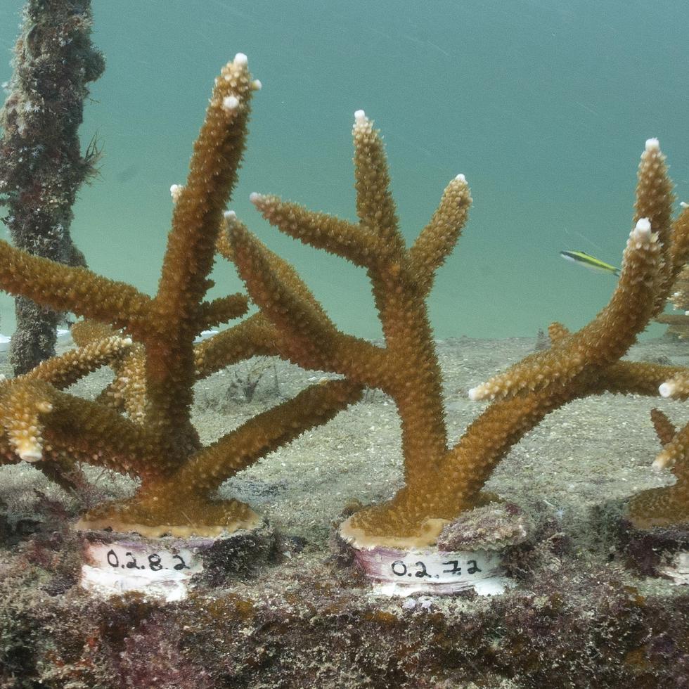 Los arrecifes de coral están conformados por pequeños organismos aglomerados entre sí. El color de los arrecifes se debe a las algas que viven dentro de ellos y que son su alimento.