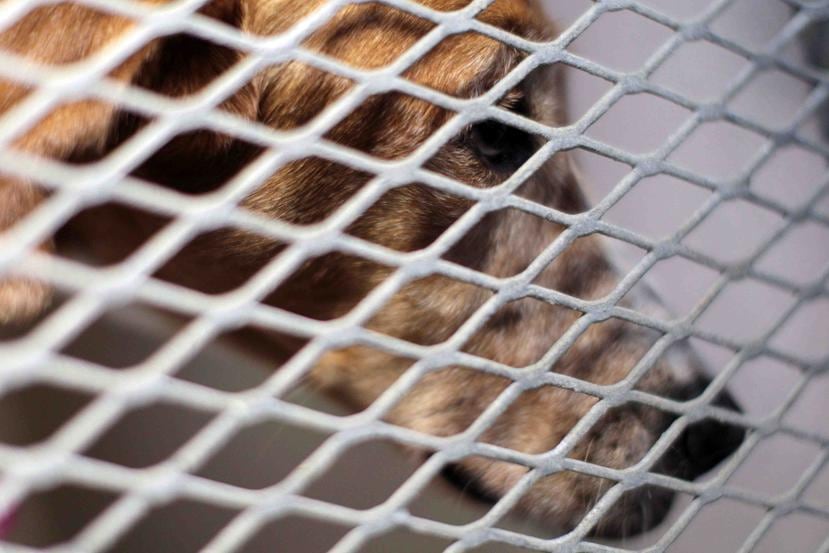 Representantes del Humane Society apuntaron que en el caso de perros grandes, el albergue cuenta con jaulas donde pueden ser ubicados mientras se realiza el trámite de la entrega. (GFR MEDIA)