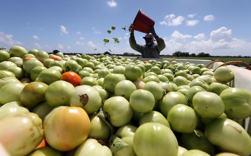 En la época pico de la cosecha, diariamente se recogen de 30 mil a 40 mil cajas de tomates.