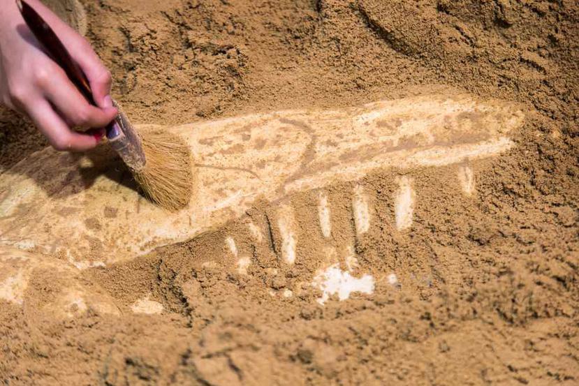 Los fósiles de animales fueron descubiertos en la Gruta de los Rinocerontes. (Shutterstock)