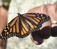 un recuento de mariposas para ayudar a los expertos a evaluar el estado de la vida silvestre. (AP)