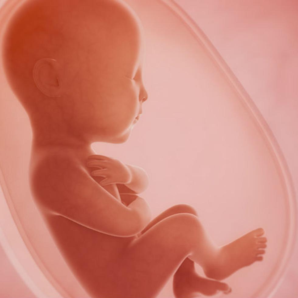 En el Reino Unido, los embriones humanos solo están disponibles para el estudio cuando tienen menos de catorce días. (Shutterstock)