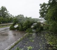 Un árbol caído por el paso del huracán Fiona en una carretera a la altura de Naguabo