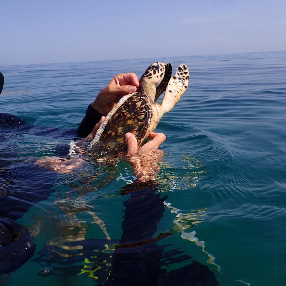 La reserva marina es hábitat de tortugas marinas, como carey y peje blanco, las cuales son monitoreadas con el apoyo del DRNA. En la foto, el biólogo Carlos Diez.