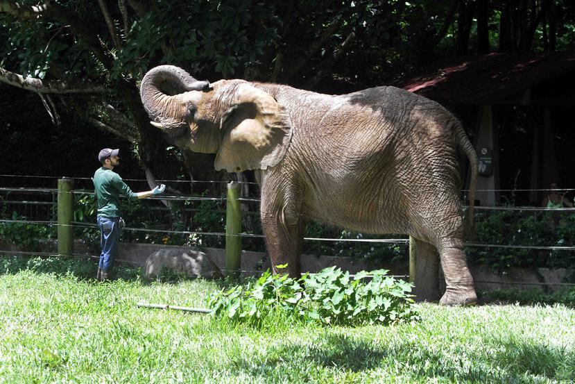 El gobierno firmó, en junio de 2018, un contrato con Buckley para trasladar la elefanta a uno de sus santuarios en Georgia. Sin embargo, el DRNA dio marcha atrás y anuló el trato el 28 de diciembre. (GFR Media)