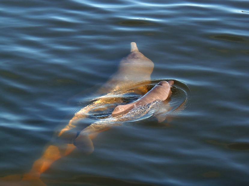 Delfines Inia araguaiaensis. (Agencia EFE)