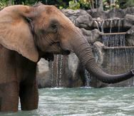 Los animales más grandes del zoológico, como la elefanta Mundi, serán preparados para su traslado con ayuda de especialistas locales y extranjeros, así como sus cuidadores.