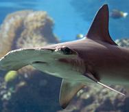 En la bobina, los tiburones se movieron en una dirección u otra en función de la ubicación del campo magnético simulado respecto a su hábitat, confirmando las sospechas de la comunidad científica.