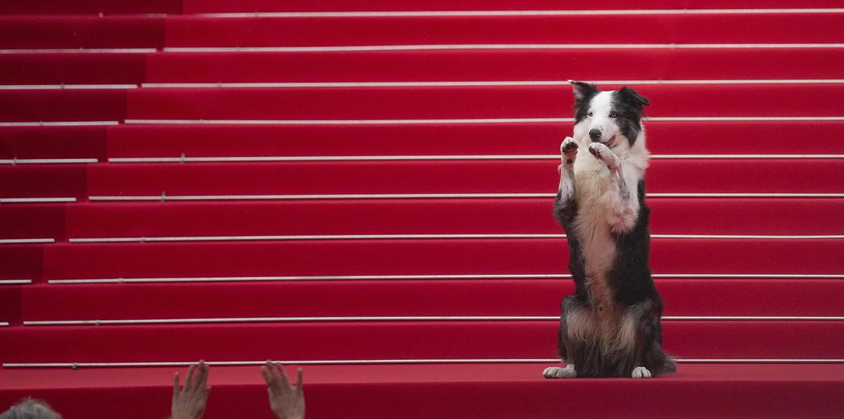 El perro Messi posa a su llegada a la ceremonia de apertura y el estreno de la película 'The Second Act' en la 77ª edición del Festival de Cine de Cannes en Francia.