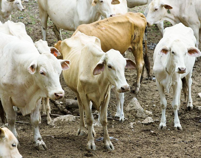 La industria de la ganadería es de los grupos afectados por el tiempo seco.
