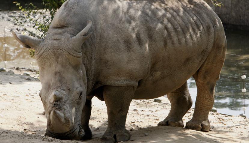 Algunos científicos buscan impedir la desaparición del rinoceronte blanco del norte mediante la fertilización in vitro. (EFE)