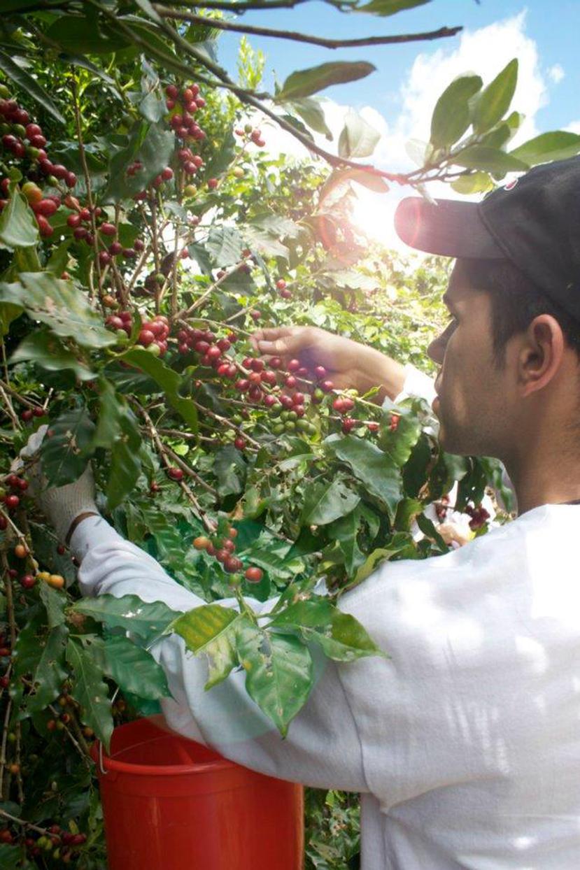 Las semillas a sembrarse como resultado de la iniciativa de Starbucks son de una variedad denominada Marsellesa, la cual es similar a las que ya se encuentran en Puerto Rico, según el secretario de Agricultura. (Suministrada)