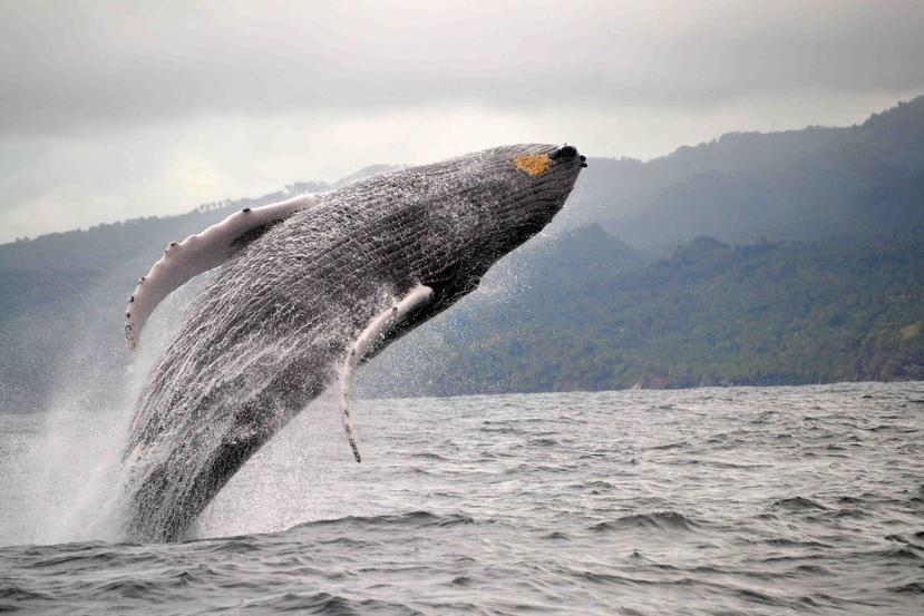 Impresionante salto de una ballena jorobada en las aguas de Samaná. (Ministerio de Turismo de República Dominicana)