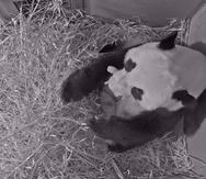 Fotografía del viernes 1 de mayo de 2020 tomada de una cámara de vigilancia y facilitada por el Zoo Ouwehands de la panda gigante Wu Wen sosteniendo en la boca su cachorro recién nacido, en Rhenen, Holanda. (Zoo Ouwehands vía AP)
