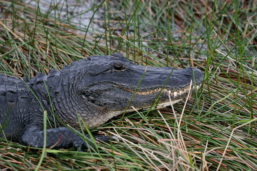Una imagen de una especie de caimán tomando el sol en el Parque Nacional de los Everglades, en Florida. (EFE)