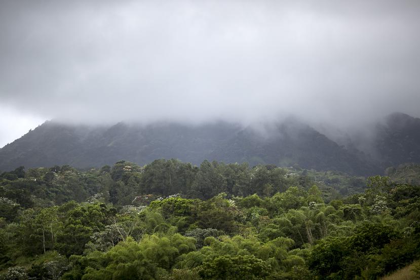 Neblina en una montaña en Utuado.