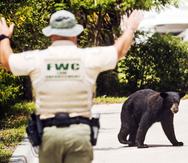 Un oficial intenta intervenir con el oso negro. (AP)