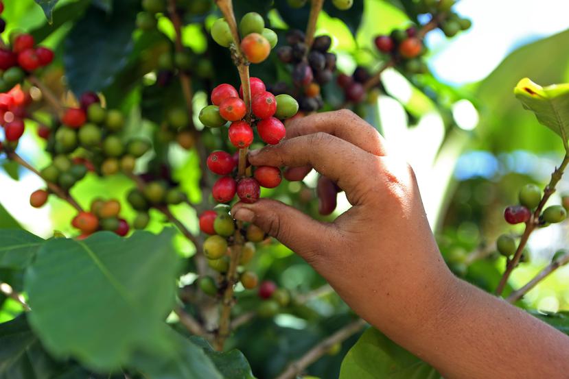 Uno de los sectores más afectados por la falta de trabajadores ha sido el de café, situación que ha retrasado aún más su recuperación. (GFR Media)