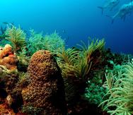 Para continuar nuestra campaña de orientación sobre la importancia de este ecosistema, el DRNA celebrará la Semana de Arrecifes de Coral del domingo 5 al sábado 11 de junio bajo el lema ‘Nuestros arrecifes son vida’.