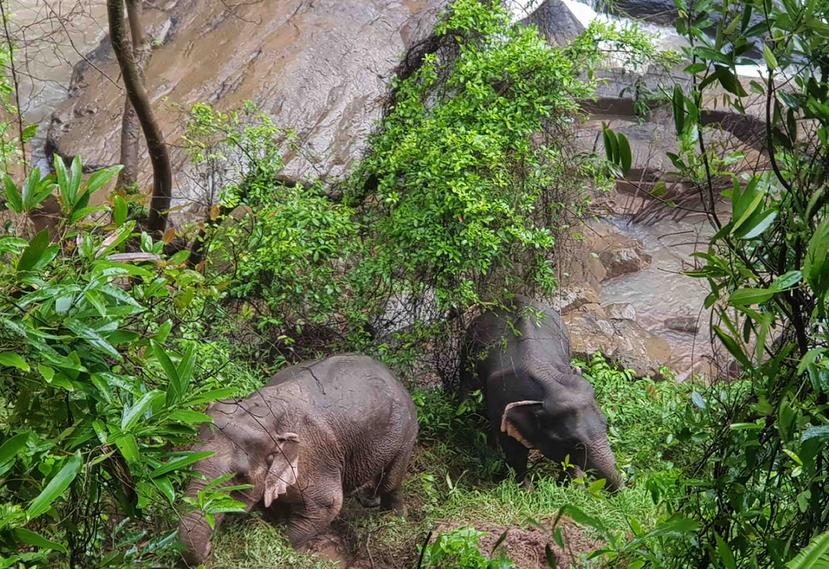 Imagen facilitada por el Departamento de Parques Nacionales de Vida Salvaje de Tailandia que muestra a dos de los ejemplares que lograron rescatar de la cascada. (EFE/EPA/DNP)
