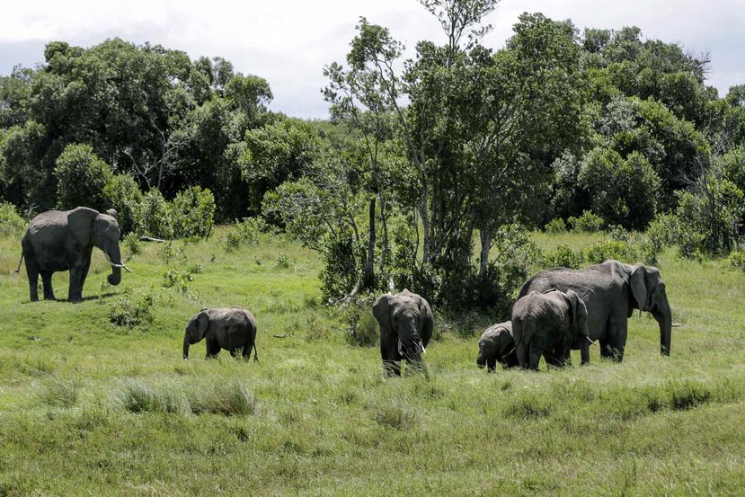 Una familia de elefantes pasta en el parque Ol Pejeta, en Kenia. (AP)