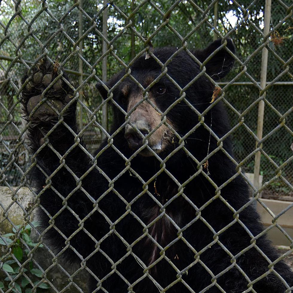 Imagen de archivo del 2012 de la osa Nina, que fue recuperada zoológico el Arca de Noé en Camuy y trasladada al zoológico de Puerto Rico en Mayagüez.