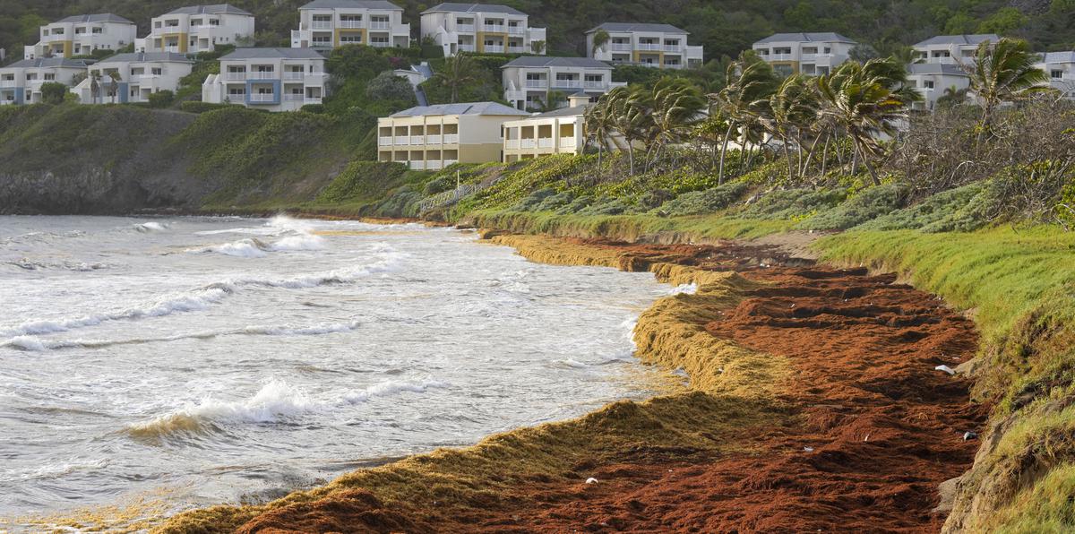 Grandes cantidades de sargazo cubren la costa de St. Kitts y Nevis a la altura de la Frigate Bay.