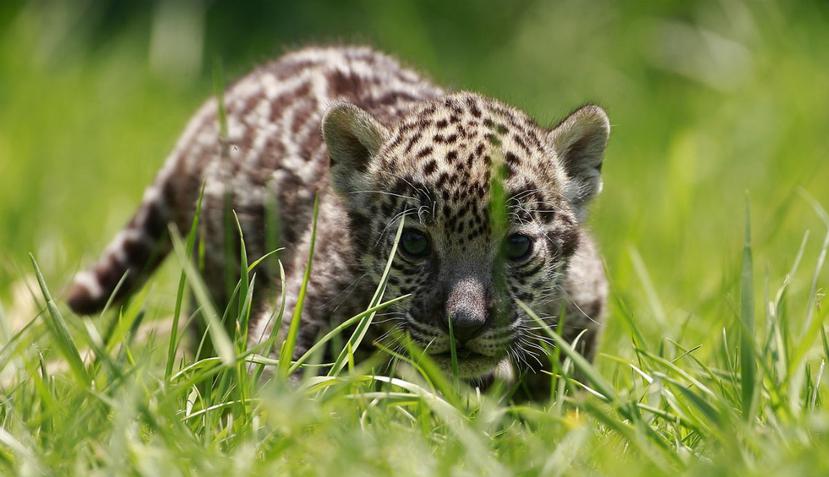 Una de las especies investigadas es el jaguar y sus presas porque son indicadores de la salud del ecosistema (EFE).