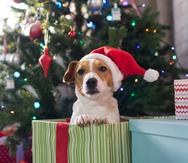 Tanto el Colegio de Veterinarios como las entidades protectoras de animales, no respaldan que se obsequien mascotas como regalo en Navidad.