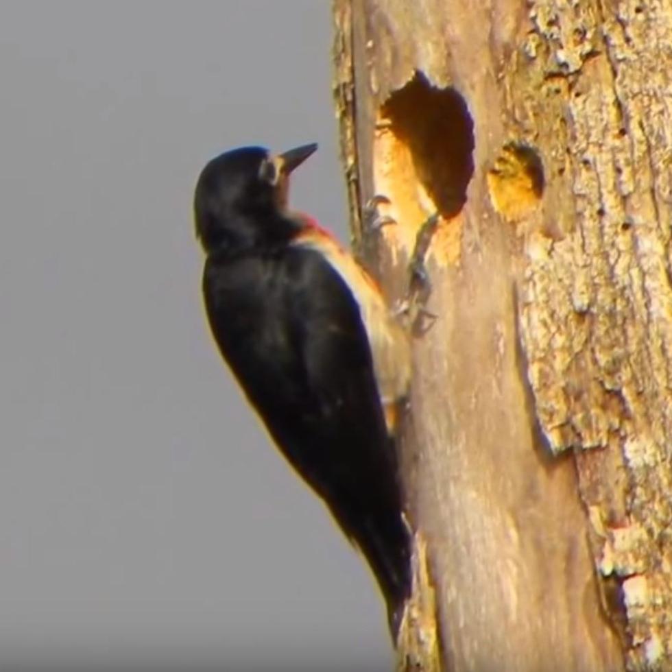 El pájaro carpintero puede dar de 15 a 20 fuertes cantazos por segundo a la corteza de un árbol.