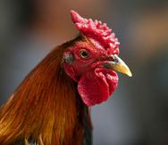 Un juez falló en contra de mantener las peleas de gallos en Guam
