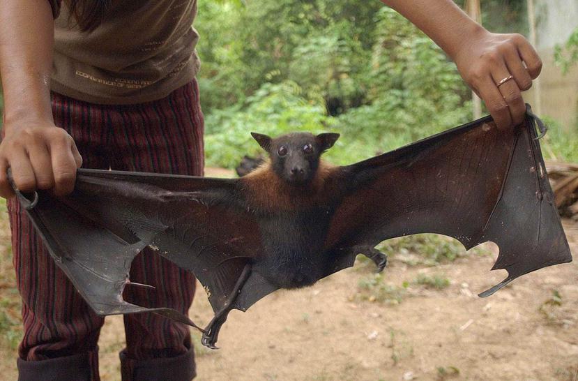 Algunas especies de murciélagos en África tienen el tamaño de una gallina y son consumidas. (EFE)