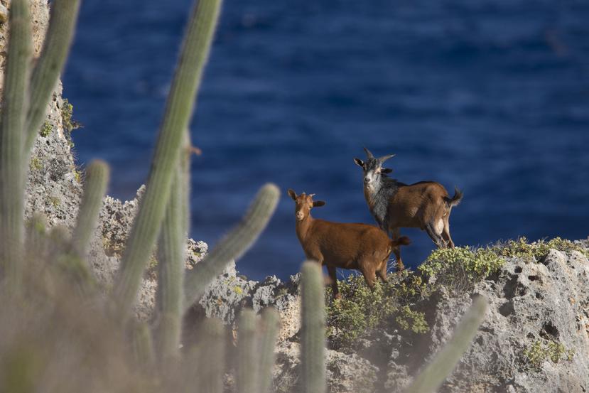 Dos cabros eluden a los cazadores en un frontón al noreste de la isla.