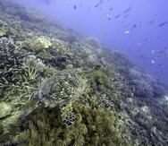 Los miembros de Naciones Unidas acordaron por primera vez un tratado unificado el sábado 4 de marzo de 2023 para proteger la biodiversidad en alta mar, que supone casi la mitad de la superficie del planeta.