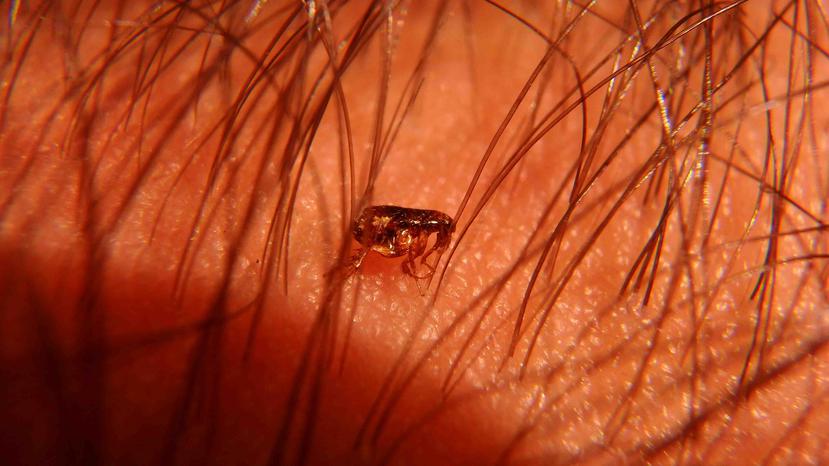 La enfermedad se transmite a través de las pulgas. (Shutterstock)