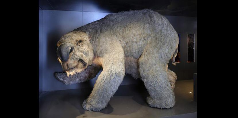 El uombat gigante o diprotodon optatum medía dos metros de alto y se extinguió hace unos 25,000 años. (australianmuseum.net.au/image/diprotodon-reconstruction)