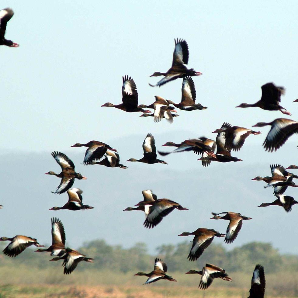 Los científicos han bautizado a este grupo de aves que rechazan la expansión urbanística como esquivas (del inglés avoiders). (Archivo/GFR)
