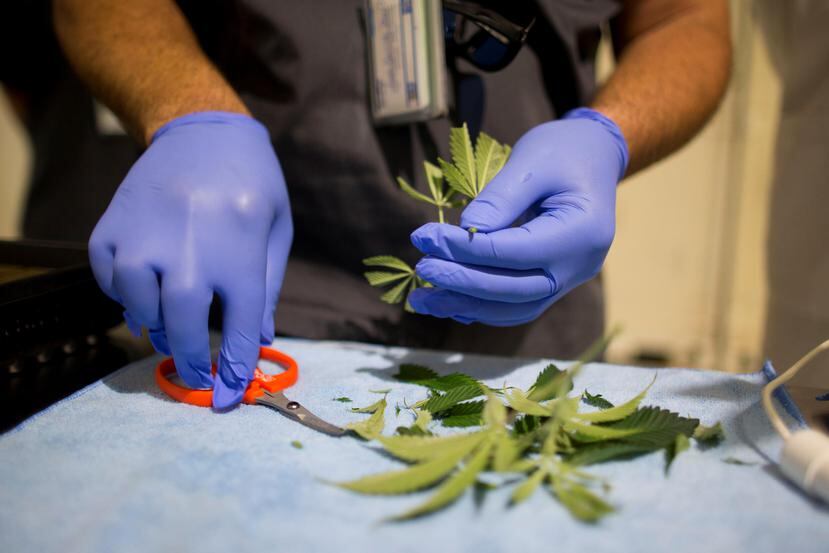 Diversos portavoces de la industria local de cannabis medicinal instaron a los dueños de establecimientos de cannabis a estar en cumplimiento con la Ley 42 y con los reglamentos para evitar intervenciones. (GFR Media/Archivo)